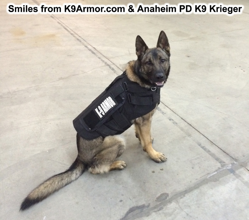 Anaheim PD K9 Krieger, photo by Officer Dale Miller.