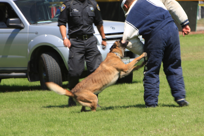 Click for slideshow of the police dogs in action