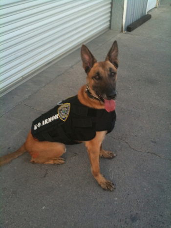 Sabre, Richmond PD  K-9 Armor dog number 20, 