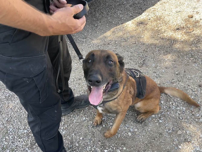 Santa Ana PD K9 Baldur Donate for Santa Ana PD K9 Baldur
