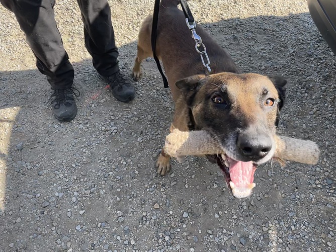 Donate for Santa Ana PD K9 Ruben Donate for Santa Ana PD K9 Ruben