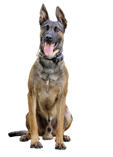 Donate to protect the next Tustin PD K9